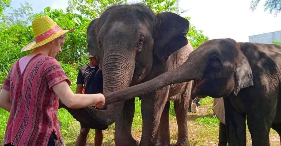 From Phuket: Ethical Elephant Interactive Trek and Tour - Feeding the Elephants’ Supplements