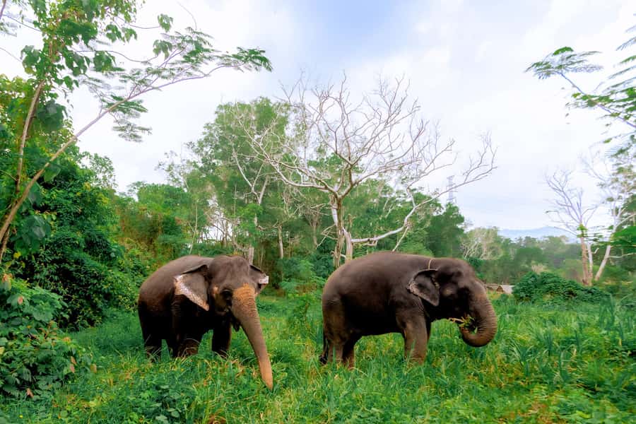 From Phuket: Ethical Elephant Interactive Trek and Tour - Walking Through the Jungle