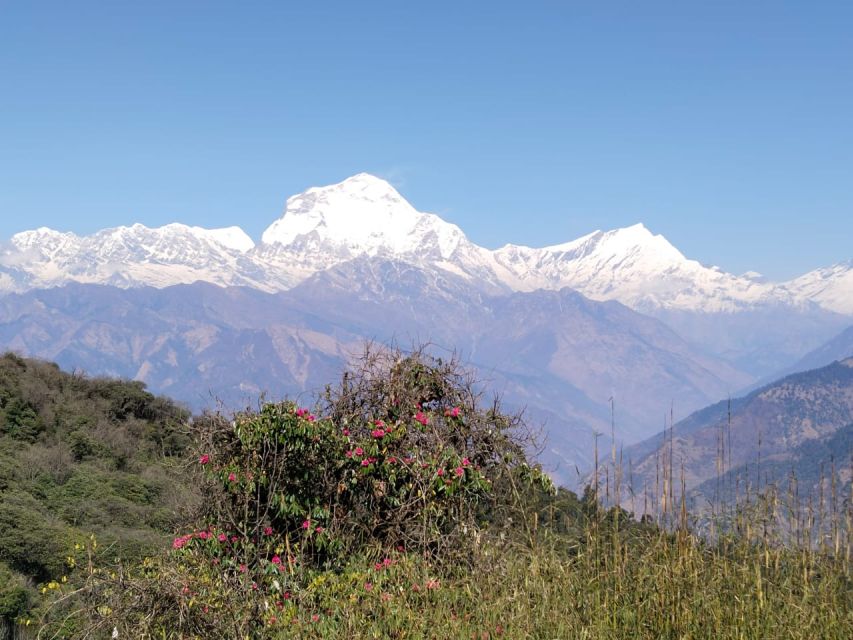 From Pokhara: 10-Day Poon Hill and Annapurna Base Camp Trek - Day 6: Bamboo to Deurali in the Modi Khola valley