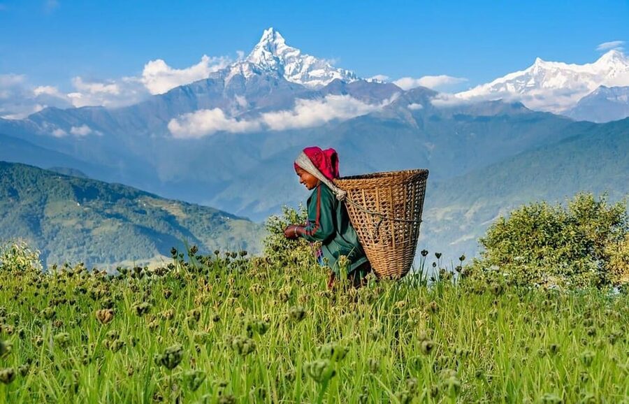 From Pokhara: 3-Day Ghorepani Poonhill Short Trek - Day three: Poon Hill before breakfast
