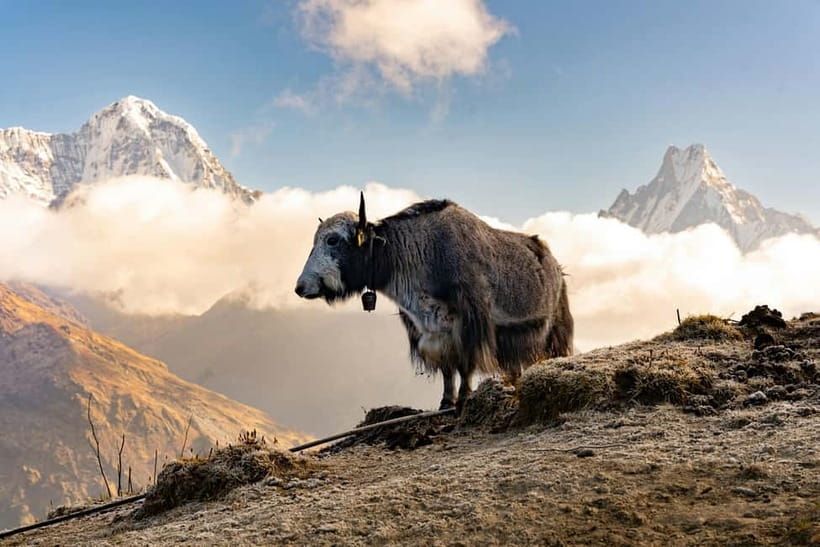 From Pokhara: 4-Day Mardi Himal Base Camp Trek - Who should book this four-day route?