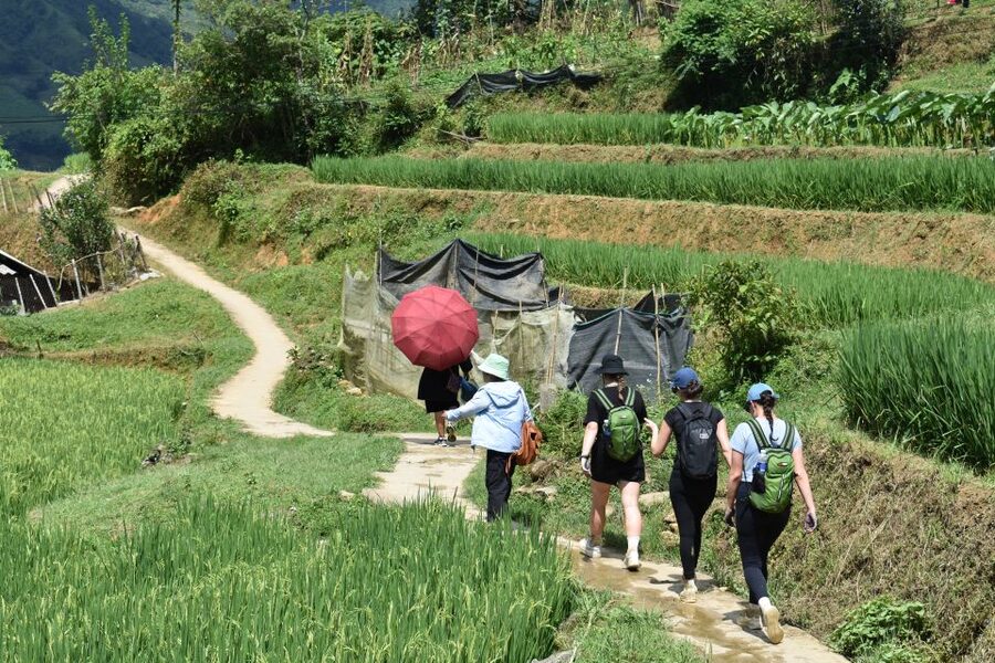 From Sapa: 1-Day Trekking through Terraces Rice Fields - Should you book this Sapa rice terrace trek?