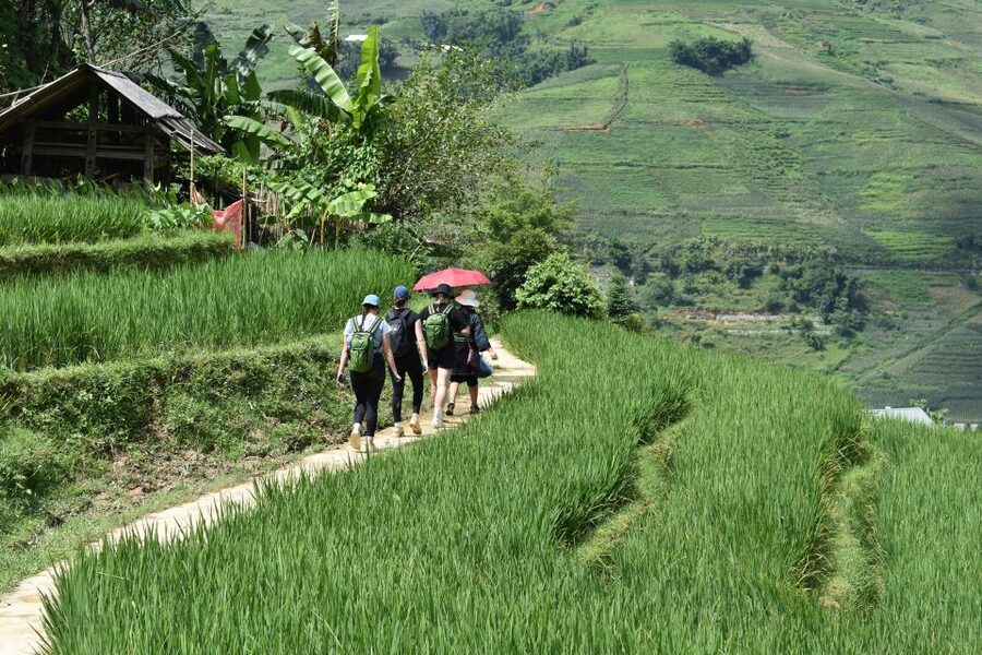 From Sapa: 1-Day Trekking through Terraces Rice Fields - What the $36 price includes