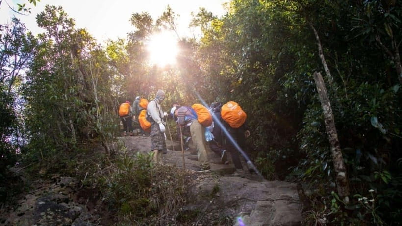 From Sapa: Full-Day Fansipan Peak Trekking Tour - Through pine trees and bamboo groves