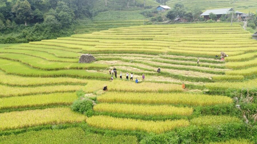 From Sapa: Terrace Fields and Local Villages Trek with Lunch - Shuttle ride back to Sapa