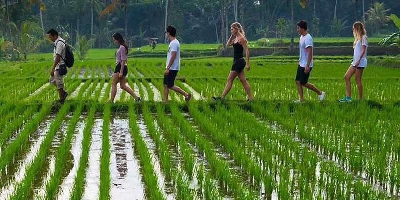 From Ubud: 3-Hour Tropical Trek and Taro Village Tour - Why Taro makes a better walking base than a quick photo stop