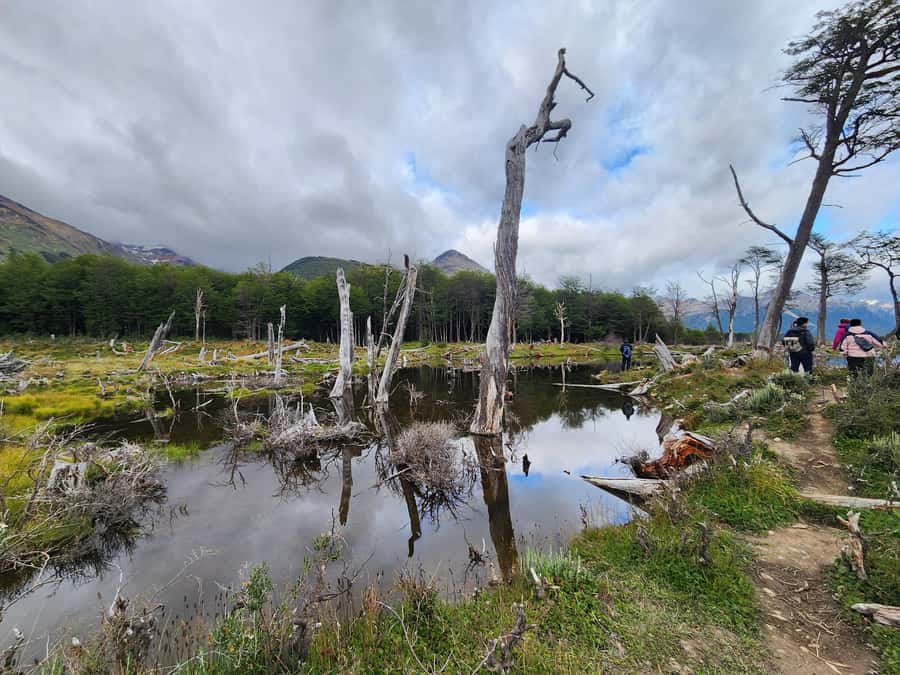 From Ushuaia: Tierra del Fuego Emerald Lagoon Trekking Tour - Five kilometers through forest and two valleys