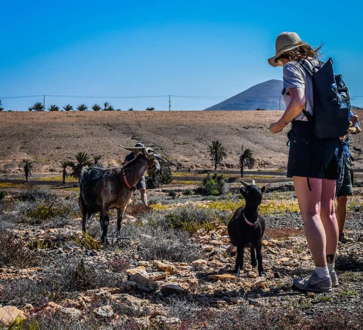 Fuerteventura: Guided Trekking Tour with Island Goats - Walking 8 kilometres with goats
