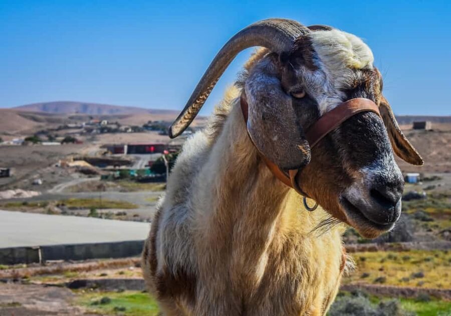 Fuerteventura: Guided Trekking Tour with Island Goats - A local snack after the walking
