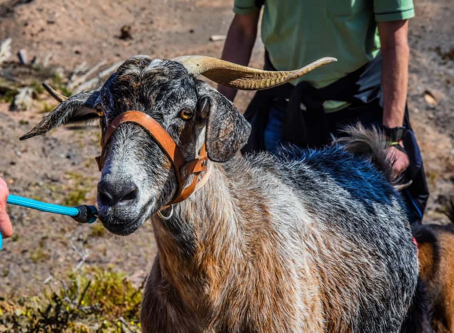Fuerteventura: Guided Trekking Tour with Island Goats - What the transfer adds to the day