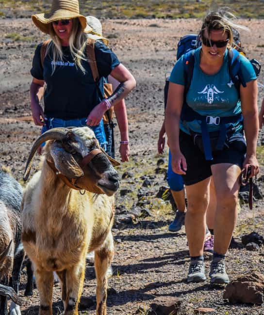 Fuerteventura: Guided Trekking Tour with Island Goats - Is $80 a fair price?