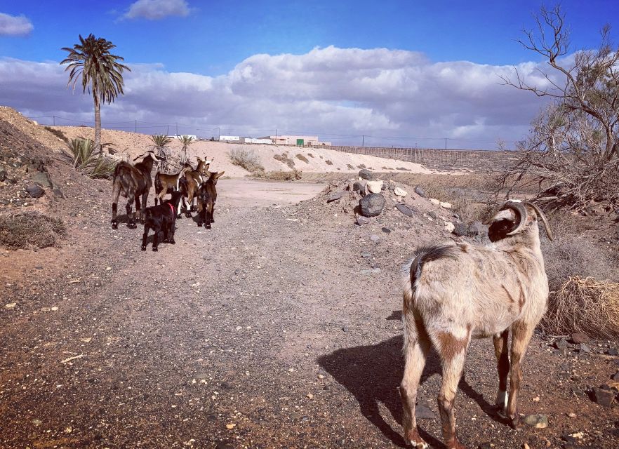 Fuerteventura: Guided Trekking Tour with Island Goats - Who should book this goat trek?