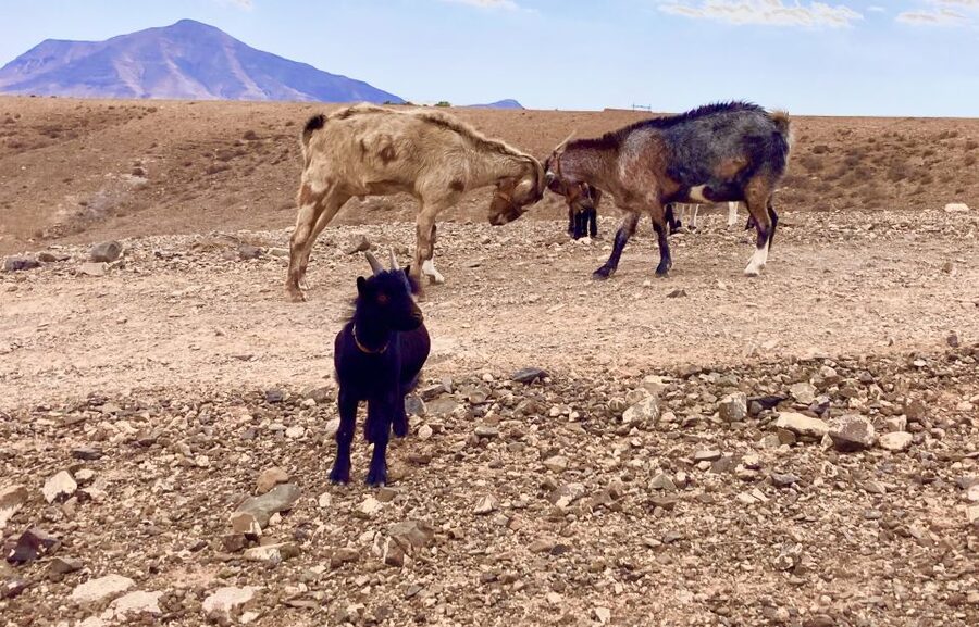 Fuerteventura: Guided Trekking Tour with Island Goats - Should you book it?