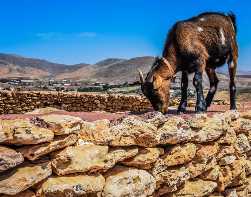 Fuerteventura: Guided Trekking Tour with Island Goats - Views across Fuerteventura’s dry mountain country