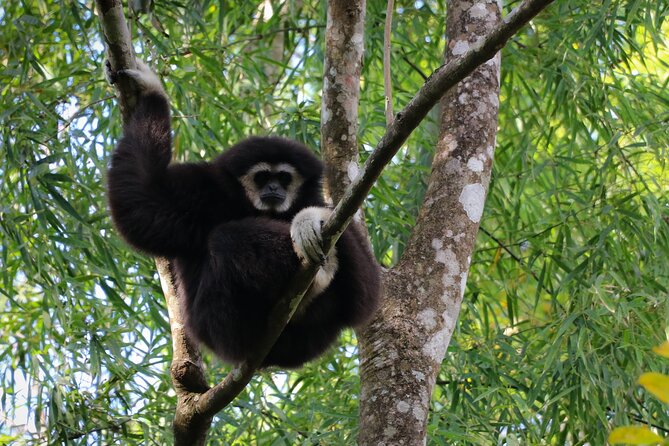 Full-Day Trekking and Sightseeing Tour in Mae Kampong - Meeting the gibbons and supporting their care