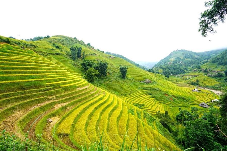 Full Day Trekking Lao Chai-Ta Van and Cat Cat Village - Lao Chai: terraces and Black Hmong culture