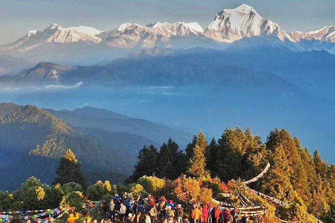 Ghorepani Ghandruk Trek ( Poon Hill circuit, Annapurna sunrise view trek) - Rhododendron forest leads to Ghorepani
