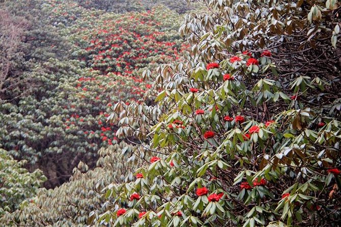 Ghorepani Poon Hill Trek - Day 2: Forest walking toward the high village stops