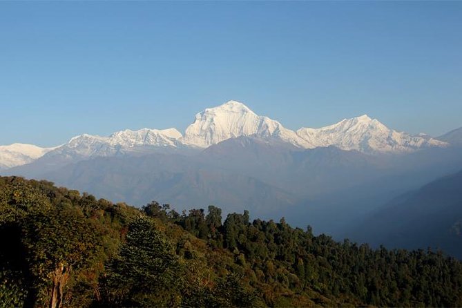 Ghorepani Poon Hill Trek - Day 4: Down through the forest to Ghandruk