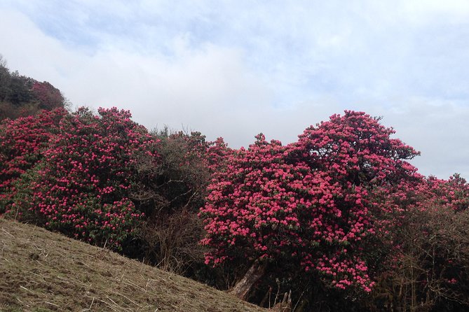 Ghorepani Poon Hill Trek - Difficulty, fitness, and who should choose it