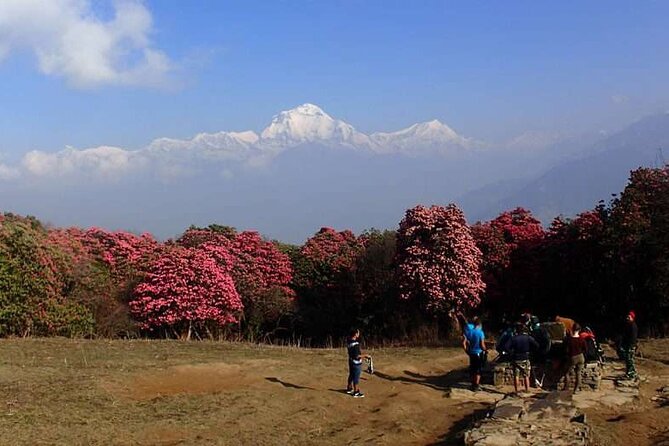 Ghorepani Poonhill Trek from Kathmandu | Best Short Trek in Nepal - Ghandruk adds village life to the mountain views