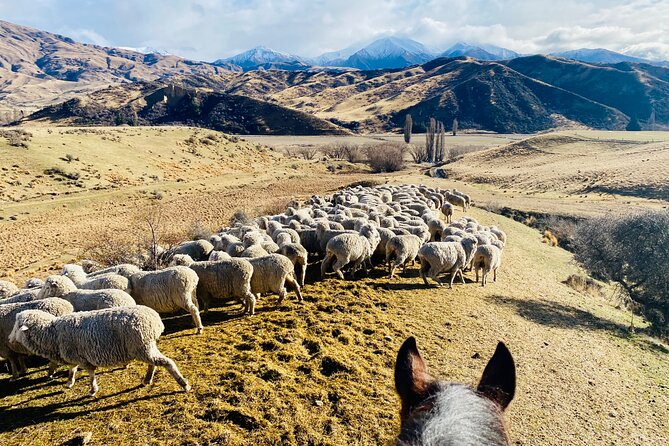Gold Discovery Trail Horse Trek Cardrona - Most popular! - Who will enjoy this ride most