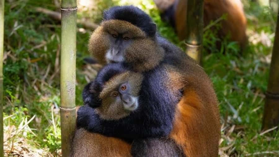 Golden Monkey Trekking with lunch - Leaving Kigali before sunrise