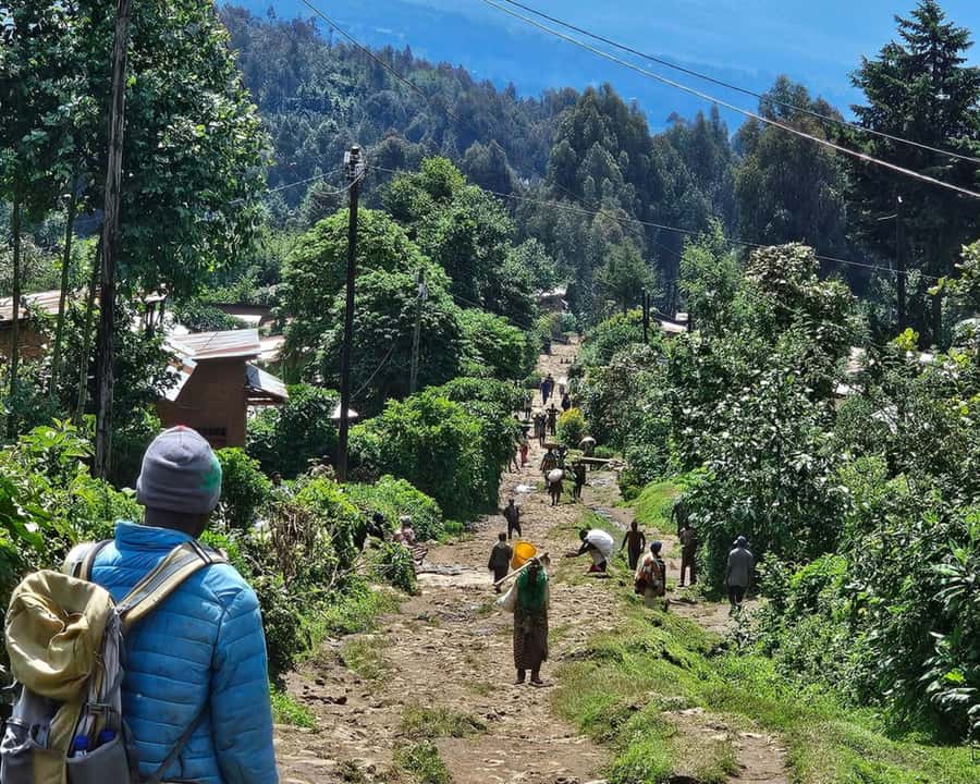 Golden Monkey Trekking with lunch - Three hours at Volcanoes National Park