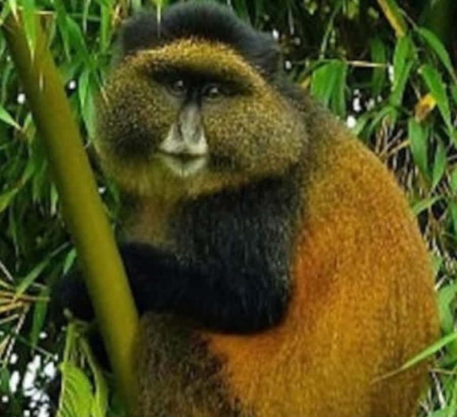 Golden Monkey Trekking with lunch - What the guide and vehicle add