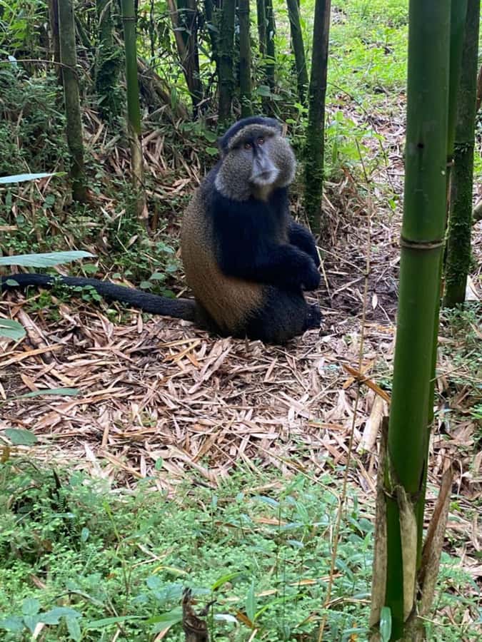 Golden Monkey Trekking with lunch - Is $320 a fair price?
