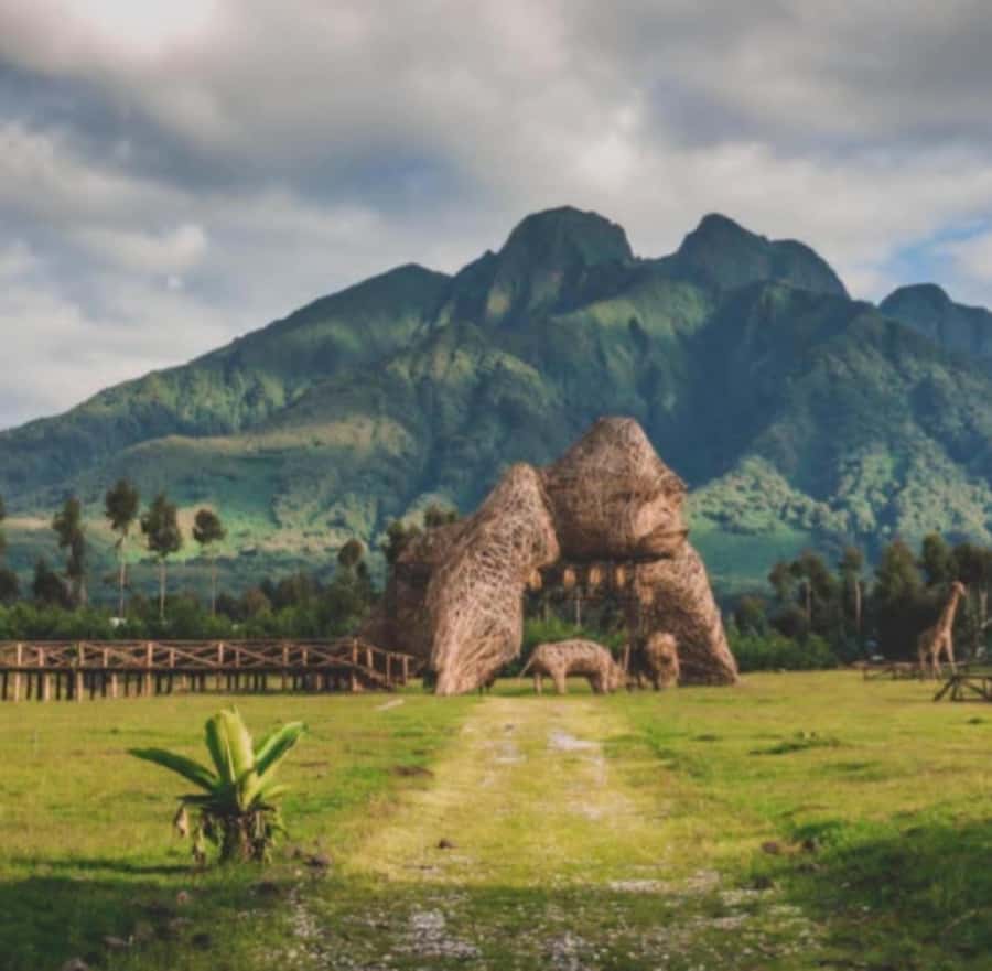 Golden Monkey Trekking with lunch - Who should book this golden monkey trek?
