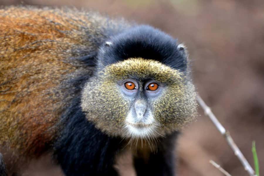 Golden Monkey Trekking with lunch - Practical preparation for the morning