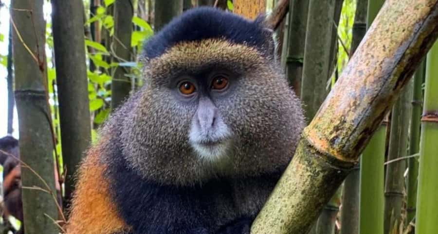 Golden Monkey Trekking with lunch - My call: a strong one-day choice from Kigali