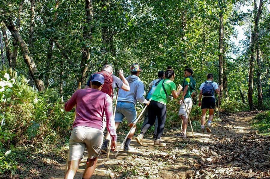 Golden Monkey Trekking with lunch - A short trek for a different kind of primate encounter
