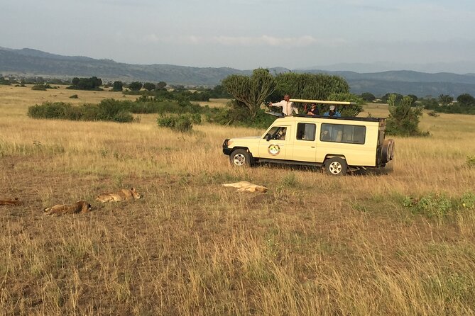 Gorilla & Chimpanzee Trekking in Uganda - 5 Days - Day 3: Ishasha’s tree-climbing lions and the road to Bwindi
