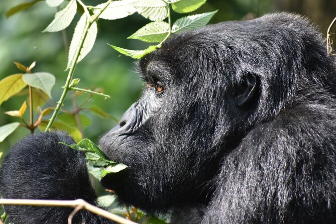Gorilla & Chimpanzee Trekking in Uganda - 5 Days - What the $3,630 price really covers