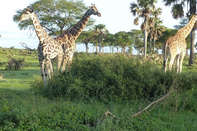 Gorilla trekking - Guides, planning, and the human side of the trip