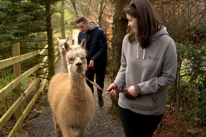 Guided Scenic Alpaca Trekking Experience Northern Ireland - Meeting your alpaca at BallyBurren