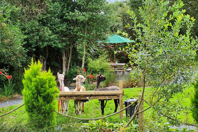 Guided Scenic Alpaca Trekking Experience Northern Ireland - Who will enjoy this most