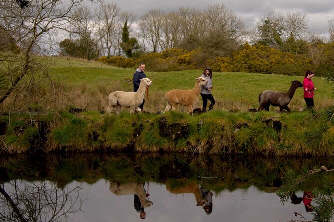 Guided Scenic Alpaca Trekking Experience Northern Ireland - Weather, comfort, and practical limits