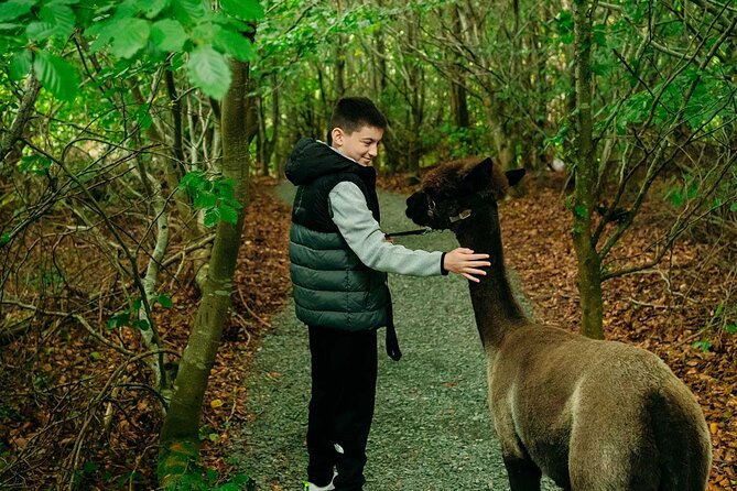 Guided Scenic Alpaca Trekking Experience Northern Ireland - Why the guides matter