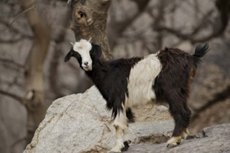 Half Day Guided Trek departure from Imlil - Waterfalls along the route