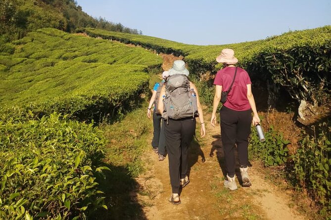 Half Day Hiking in Munnar Trekking Tour - Walking from tea fields into forest and hills