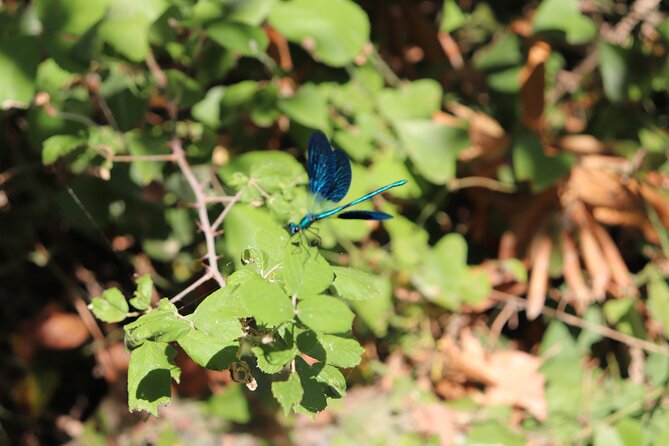 Half-Day River Trekking Stenosia from Kalamata - What is included, and why it matters