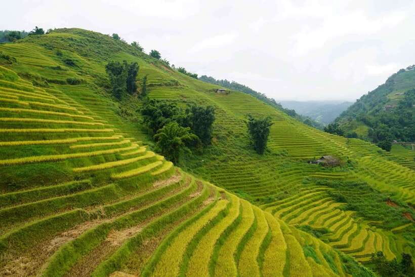 Half Day Sapa Trekking to Visit Lao Chai - Ta Van - Y Linh Ho and the first rice terraces