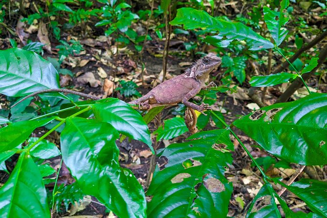 Half Day Trekking Cat Ba National Park - Trung Trang Cave and the sound of dripping water