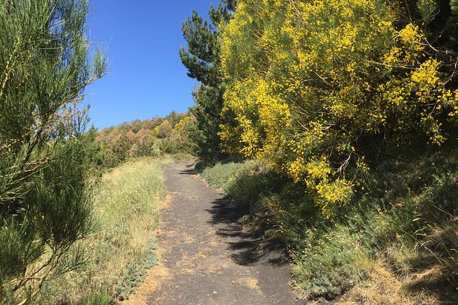 Half day Trekking Tour on Etna - What the $126.76 price includes