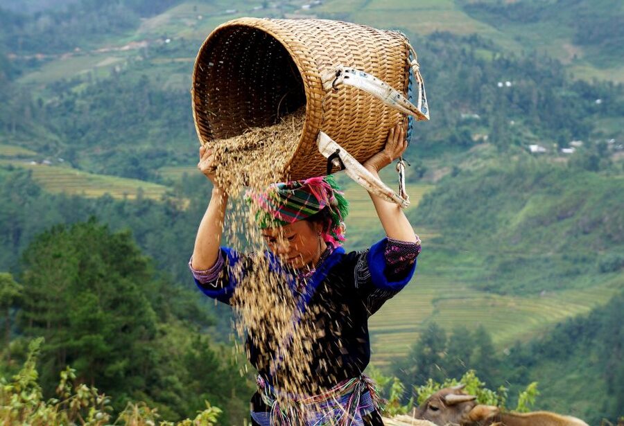 Hanoi: 3-Day Sapa Trek with Homestay - Who should book this experience?