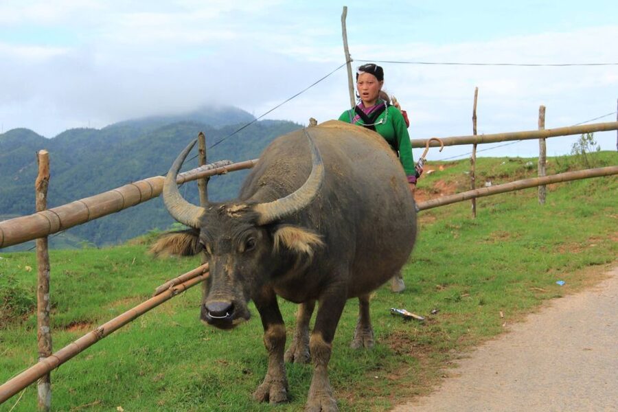 Hanoi: 3-Day Sapa Trek with Homestay - The early bus from Hanoi to Sapa