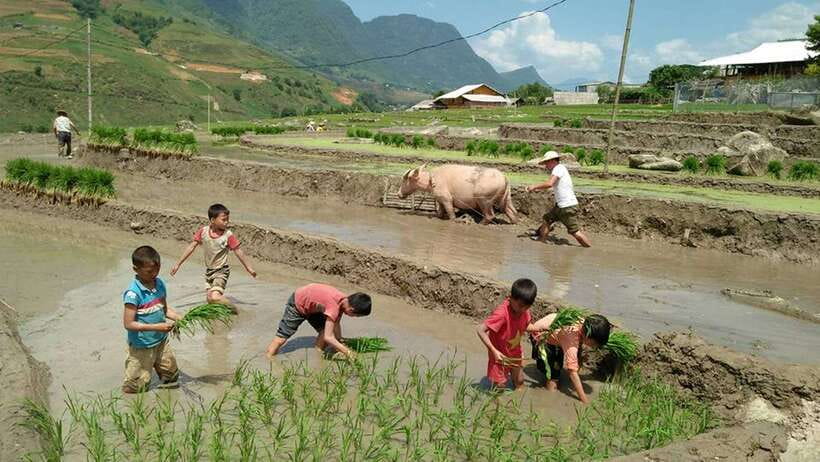 Hanoi- SaPa: 3-Day Homestay Trek to Explore Ethnic cultures - Day 2: Bamboo forest, Rattan Bridge, and Ban Ho